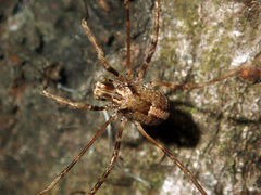 Forsteropsalis inconstans