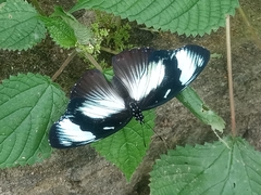 Hypolimnas anthedon anthedon