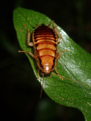 Celatoblatta vulgaris