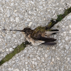 Archilochus colubris