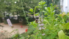 Eristalis tenax