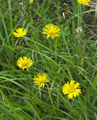 Inula ciliaris