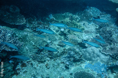 Pterocaesio digramma