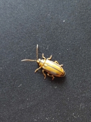 Xanthogaleruca luteola