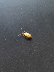 Xanthogaleruca luteola