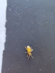 Xanthogaleruca luteola