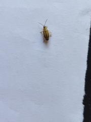 Xanthogaleruca luteola