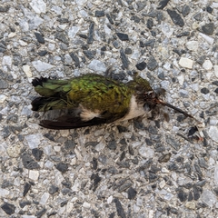 Archilochus colubris