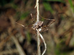 Forsteropsalis inconstans