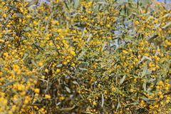 Acacia bivenosa