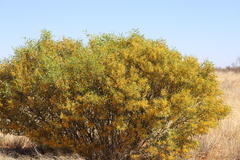 Acacia bivenosa