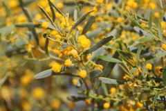 Acacia bivenosa
