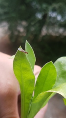 Myrmica