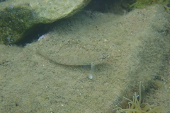 Gobius bucchichi