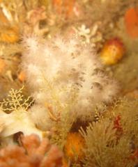 Pseudonephthea liltvedi