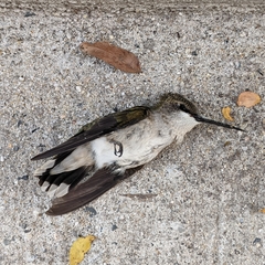 Archilochus colubris