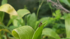 Myrmica