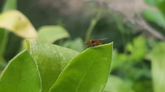 Myrmica