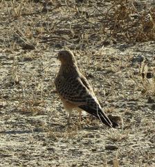 Falco rupicoloides