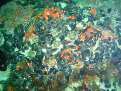 Pentacta doliolum