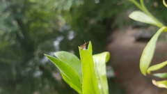 Myrmica