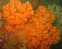 Pseudonephthea liltvedi