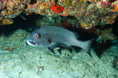 Plectorhinchus pica