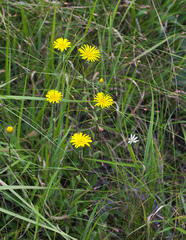 Inula ciliaris
