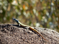 Platysaurus intermedius
