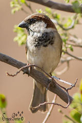 Passer domesticus indicus