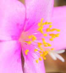 Anacampseros telephiastrum