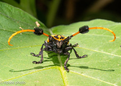 Aristobia approximator