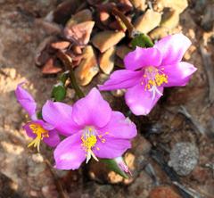 Anacampseros telephiastrum