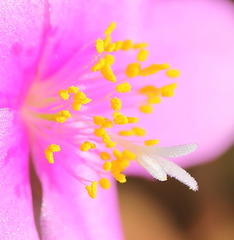 Anacampseros telephiastrum