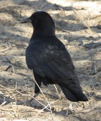 Corvus capensis capensis