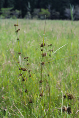 Scirpus fuirenoides