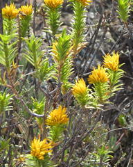 Pteronia fasciculata
