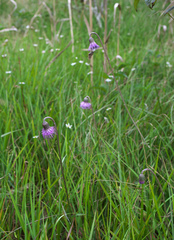 Cirsium sieboldii