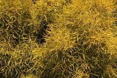 Euclea linearis