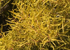 Euclea linearis
