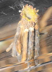 Criocharacta amphiactis