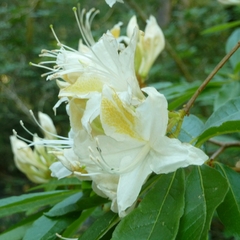 Rhododendron occidentale