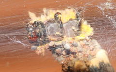 Criocharacta amphiactis