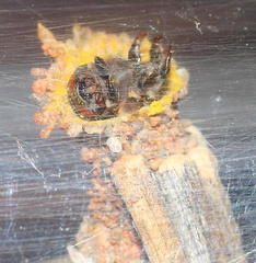 Criocharacta amphiactis