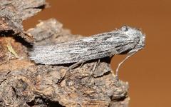 Criocharacta amphiactis