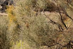 Muraltia scoparia