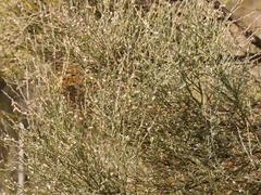 Muraltia scoparia