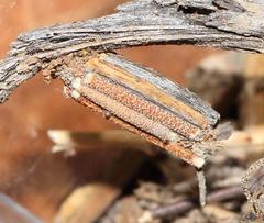 Criocharacta amphiactis