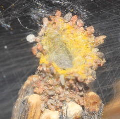 Criocharacta amphiactis