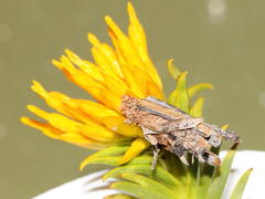 Criocharacta amphiactis